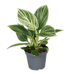 Philodendron White Measure - Philodendron White Measure - Green - White - Tropical - Ø6cm - ↕10cm
