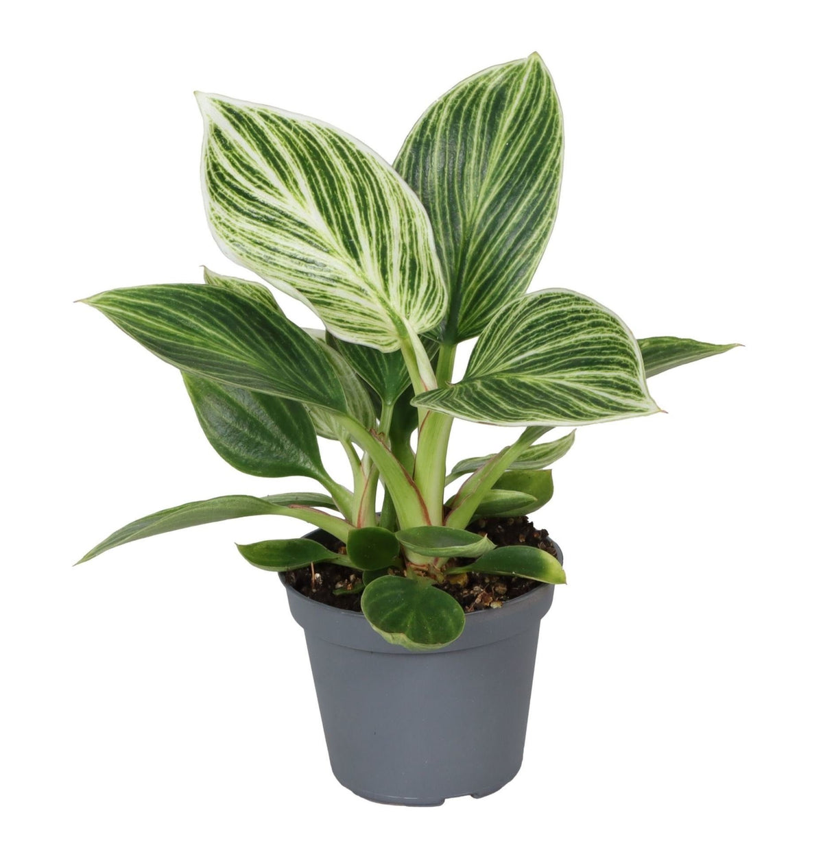 Philodendron White Measure - Philodendron White Measure - Green - White - Tropical - Ø6cm - ↕10cm