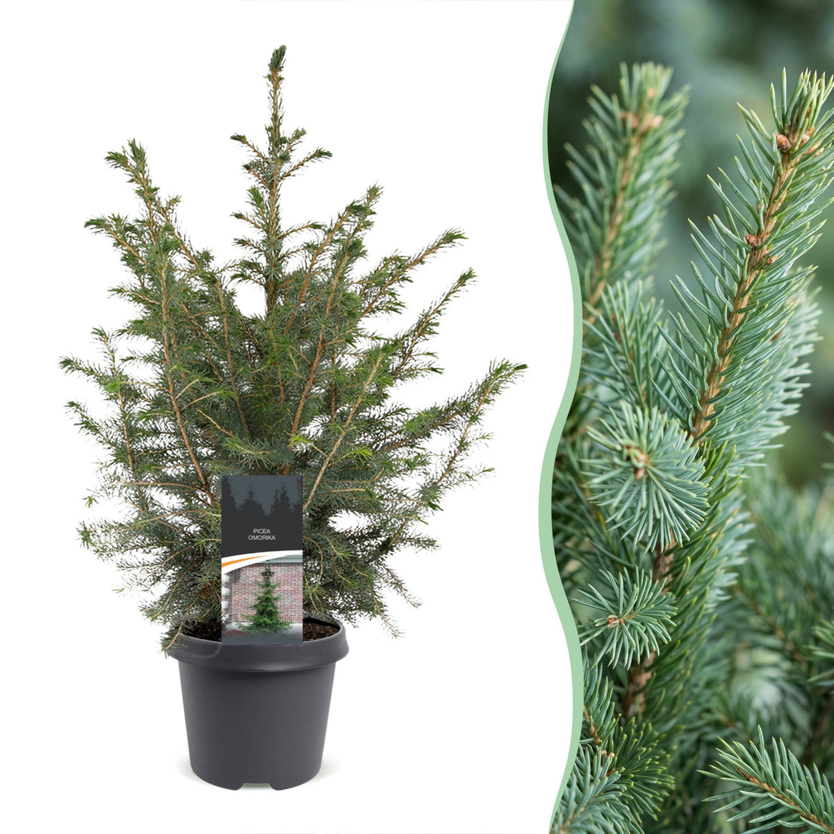 Picea omorika - Serbian Spruce - Green - Christmas tree - Ø23cm - ↕70cm