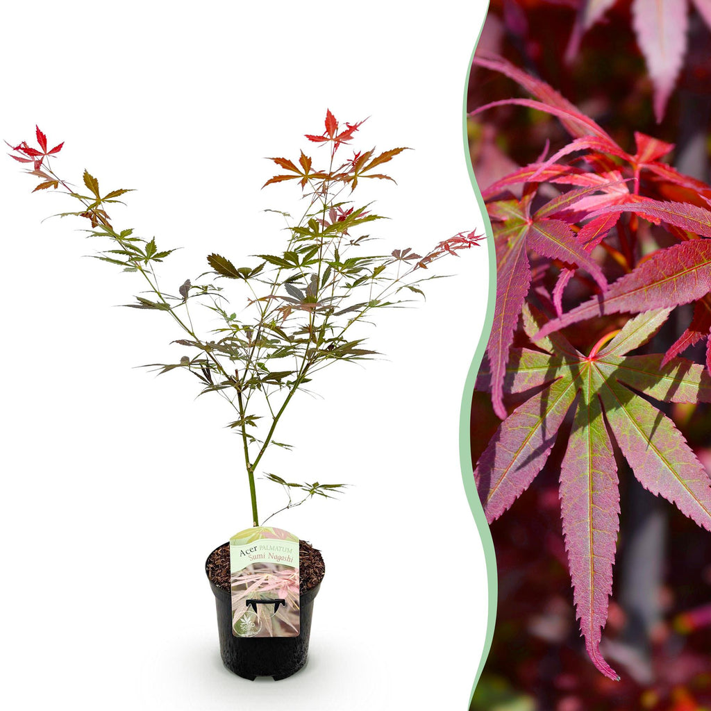 Green boutiQ - Plante de terrasse - Érable du Japon - Acer palmatum Sumi-nagashi - Rouge - 1 plante - Caduc - Pot 19cm Hauteur 70cm