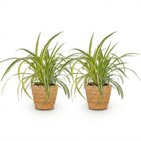 Green boutiQ - Kamerplant - Chlorophytum comosum Variegatum - Bonte Graslelie - Huisdiervriendelijke Plant - Groen - 2 Planten - met Mand - Pot 12cm - Hoogte 20cm