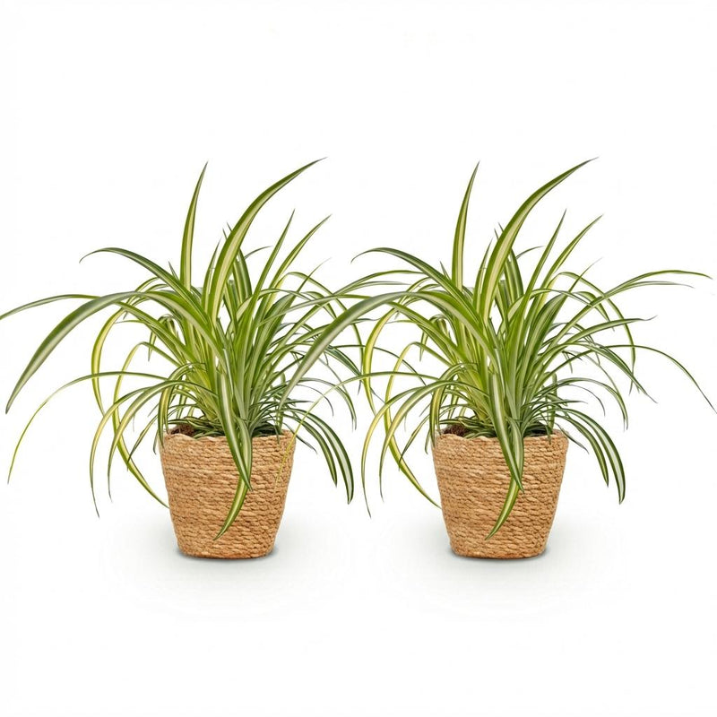 Green boutiQ - Kamerplant - Chlorophytum comosum Variegatum - Bonte Graslelie - Huisdiervriendelijke Plant - Groen - 2 Planten - met Mand - Pot 12cm - Hoogte 20cm