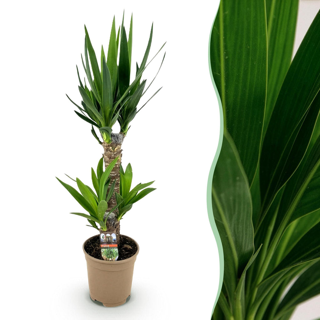 Green boutiQ - Plante d'intérieur - Yucca elephantipes - Yucca - Peu d'entretien - Vert - 1 - Pot 17cm - Hauteur 75cm