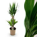 Green boutiQ - Plante d'intérieur - Yucca elephantipes - Yucca - Peu d'entretien - Vert - 1 - Pot 17cm - Hauteur 75cm