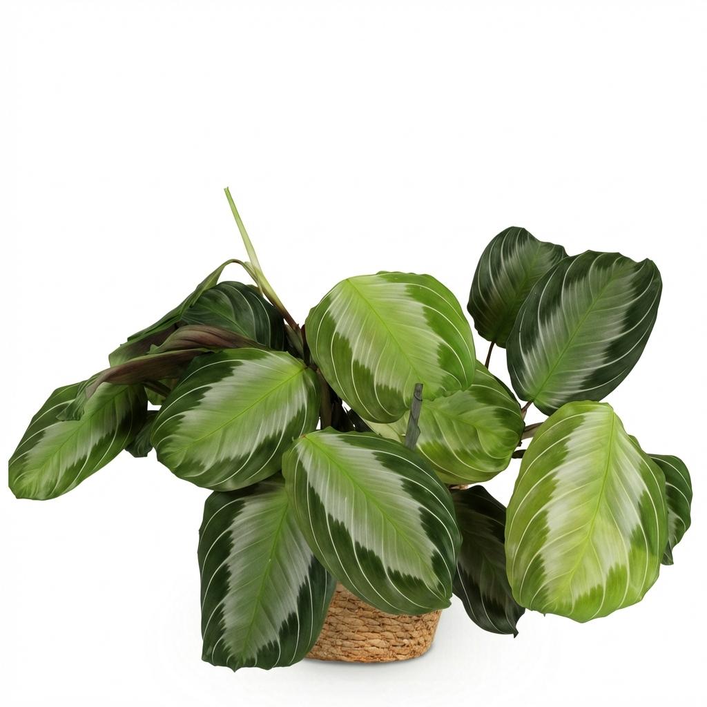 Green boutiQ - Zimmerpflanze - Maranta Fascinator Silverband - Gebetspflanze - Haustierfreundliche Pflanze - Grün - 1 Pflanze - mit Korb - Topf 12cm - Höhe 25cm