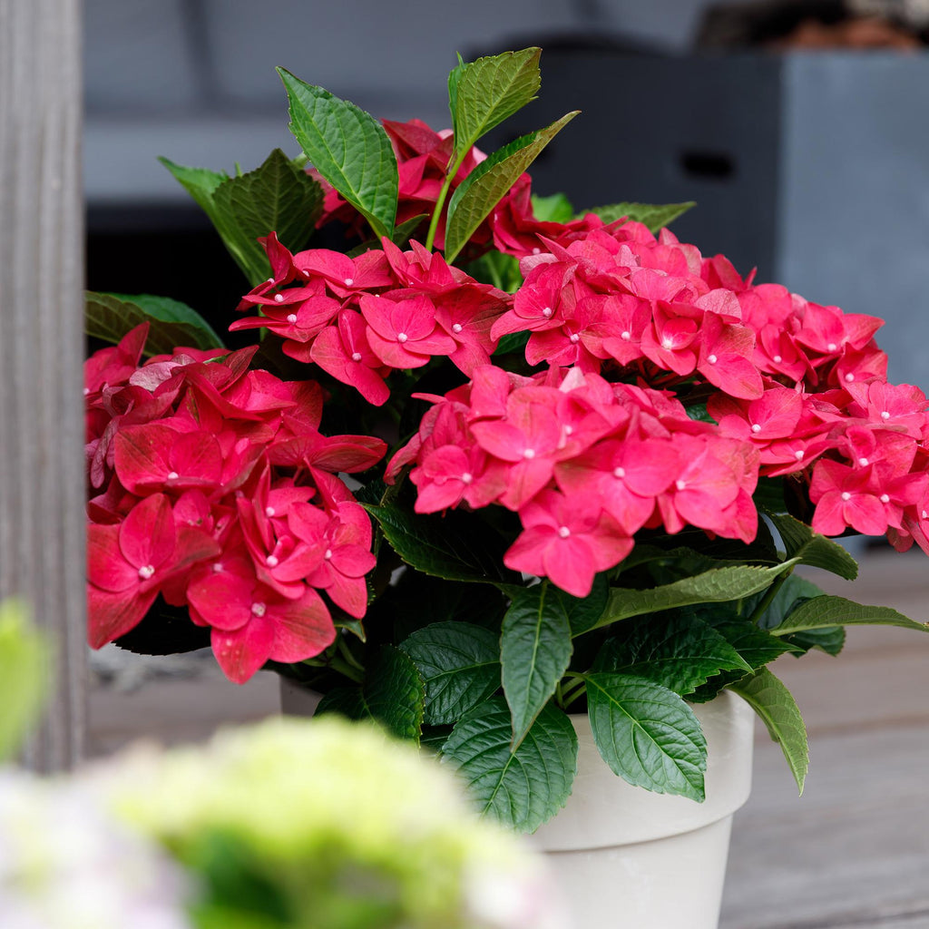 Green boutiQ - Plante de terrasse - Hortensia - Hydrangea Magical Teusday & Saphire - Rouge - 6-10 fleurs - 2 plantes - Pot 23cm Hauteur 55cm