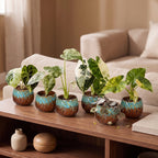 6x Baby Variegata Mix - Various colours - Tropical - incl. Copper Reef - Ø6cm - ↕10-15cm