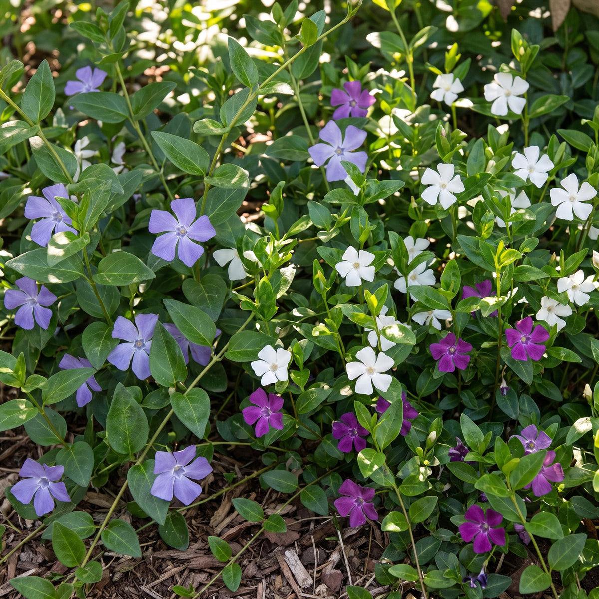 Vasteplant - Vinca Tricolour - Maagdenpalm - Bodembedekend - Blauw - Paars - Wit - 24 Planten - Pot 11cm - Hoogte 15-25cm