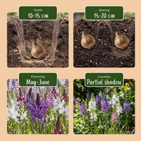 40x Camassia Leichtlinii Mix - Grote camas - Blauw en Wit - Zomerbloeier - Bolmaat 12/14