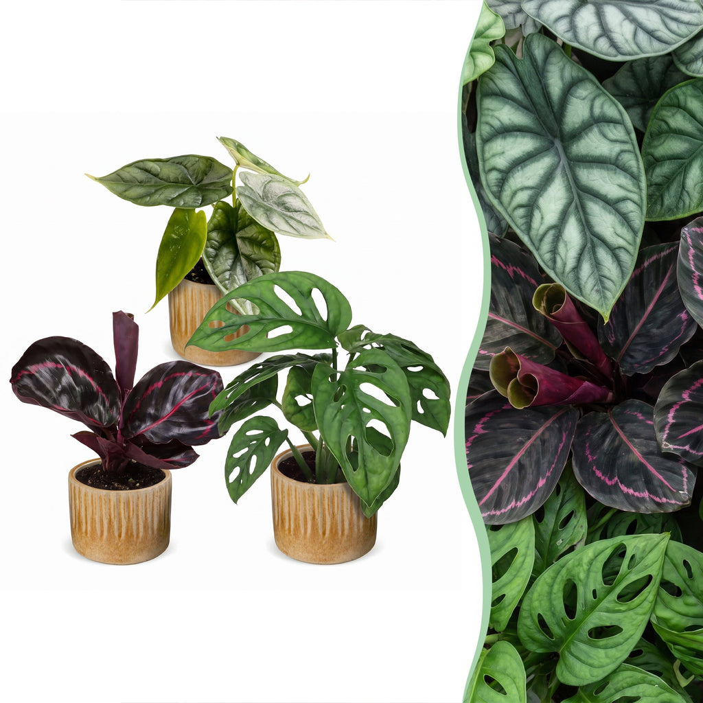 3x Baby Jungle Mix - Various colours - Tropical - incl. Linnea Honey - Ø6cm - ↕10-15cm