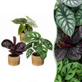 3x Baby Jungle Mix - Various colours - Tropical - incl. Linnea Honey - Ø6cm - ↕10-15cm