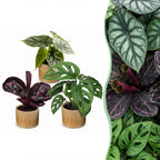 3x Baby Jungle Mix - Various colours - Tropical - incl. Linnea Honey - Ø6cm - ↕10-15cm