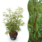 Green boutiQ - Graminées - Fargesia scabrida Asian Wonder - Bambou non traçant - Persistant - Vert - 1 plante - Pot 23 cm - Hauteur 80 cm