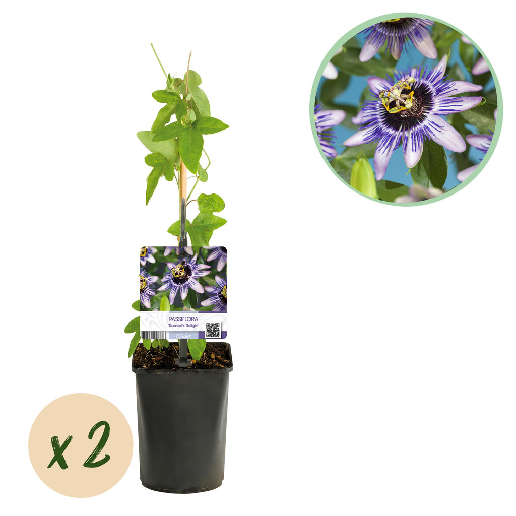 Green boutiQ - Passiflore - Passiflora Damsels Delight - Fleur violette et blanche - Peu d'entretien - 2 plantes - Pot 11cm Hauteur 40cm
