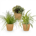 Green boutiQ - Zimmerpflanze - Cyperus - Callisia - Chlorophytum - 3er-Set - Haustierfreundliche Pflanzen - Grün - 3 Pflanzen - mit Korb - Topf 12cm - Höhe 20cm