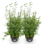 Green boutiQ - Graminées - Fargesia nitida Red Dragon - Bambou non traçant - Persistant - Vert - 2 Plantes - Pot 23 cm - Hauteur 80 cm