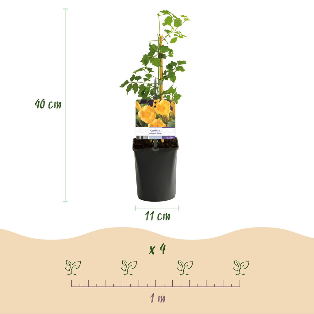 Green boutiQ - Bignone - Campsis radicans Flave - Fleur jaune - Peu d'entretien - 2 plantes - Pot 11cm Hauteur 40cm