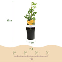 Green boutiQ - Trompetbloem - Campsis radicans Flave - Bloem Geel - Weinig onderhoud - 2 planten - Pot 11cm Hoogte 40cm