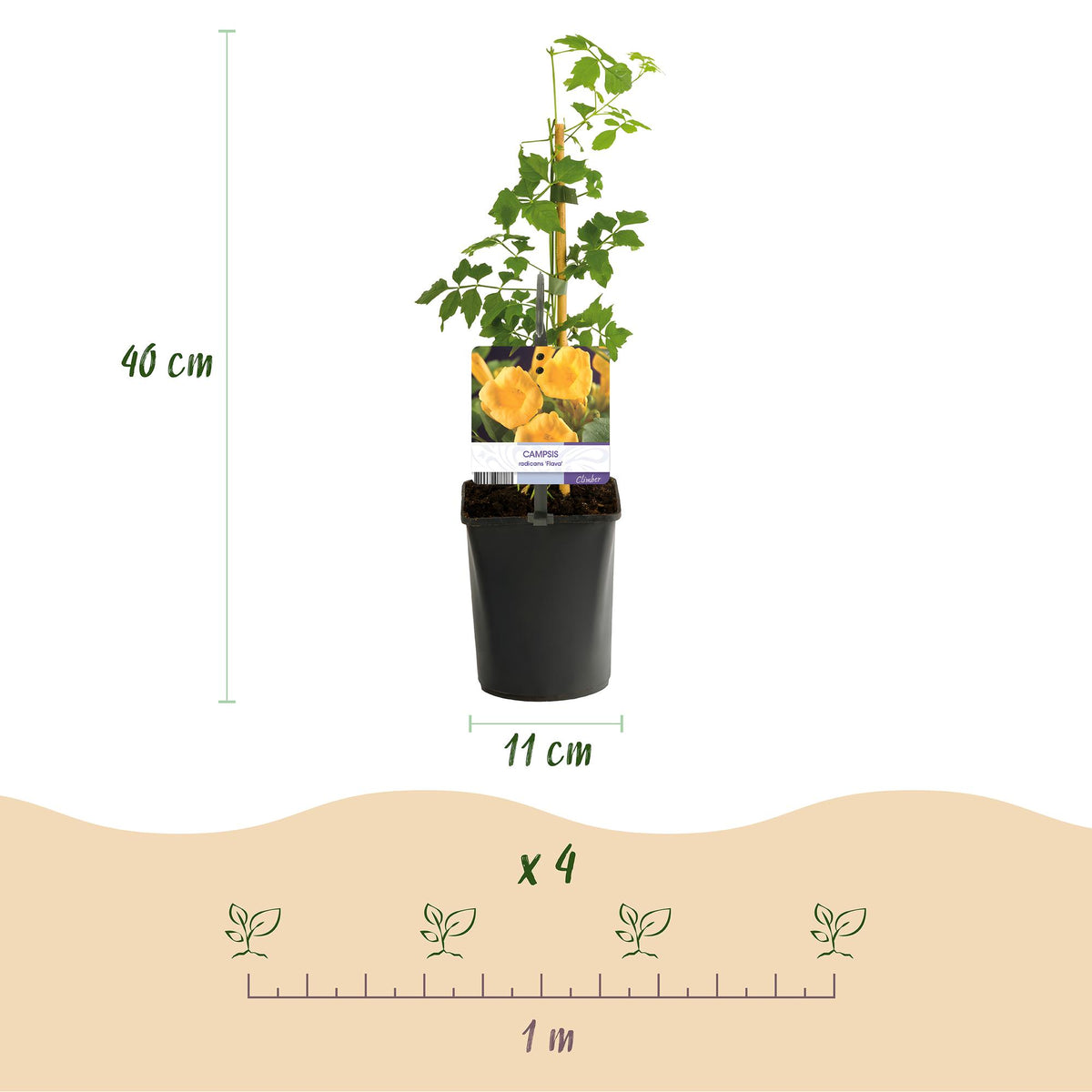 Green boutiQ - Bignone - Campsis radicans Flave - Fleur jaune - Peu d'entretien - 2 plantes - Pot 11cm Hauteur 40cm
