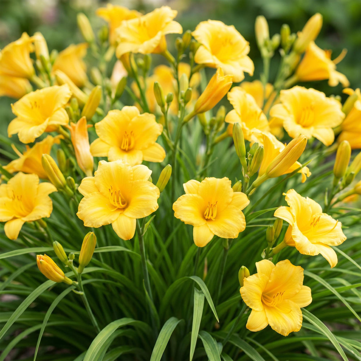 Green boutiQ - Plante vivace - Hemerocallis Stella d'Oro - Hémérocalle - Attire les abeilles et les papillons - Jaune - 1 plante - Pot 11 cm - Hauteur 15-25 cm