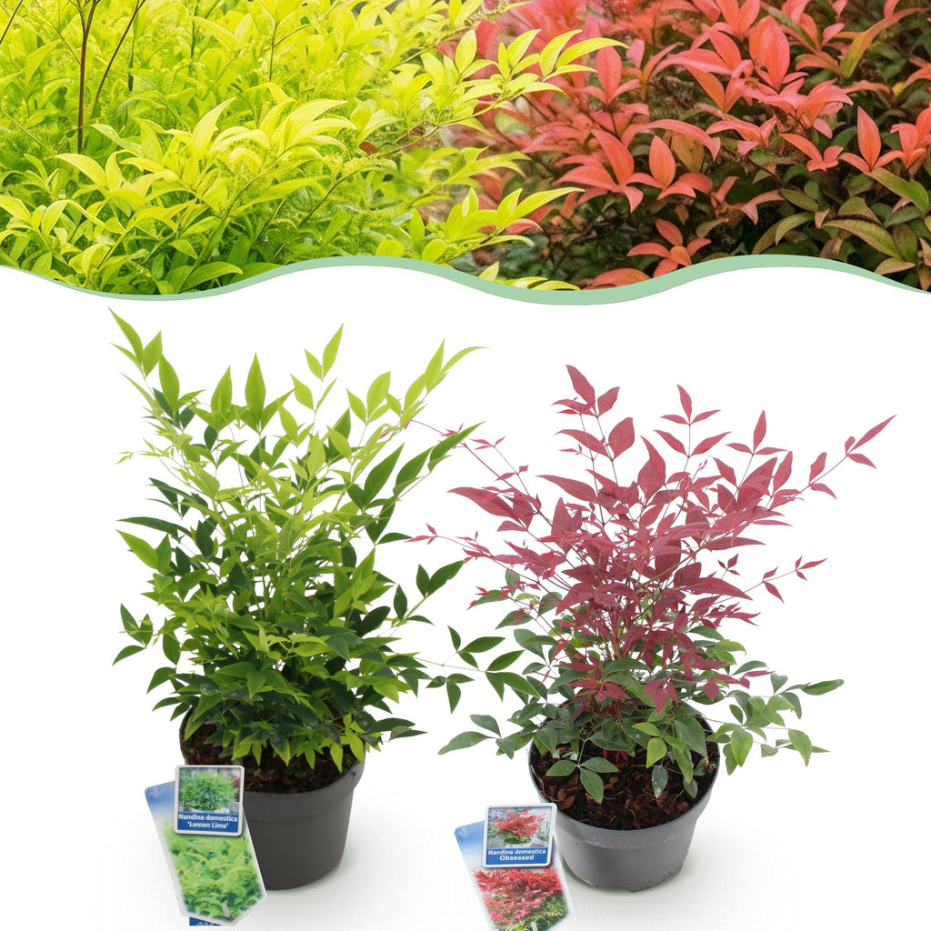 Green boutiQ - Gartenpflanze - Nandina Duo - Gelb & Rot - 2 Pflanzen - Immergrün - Pflegeleicht - Topf 17cm Höhe 45cm