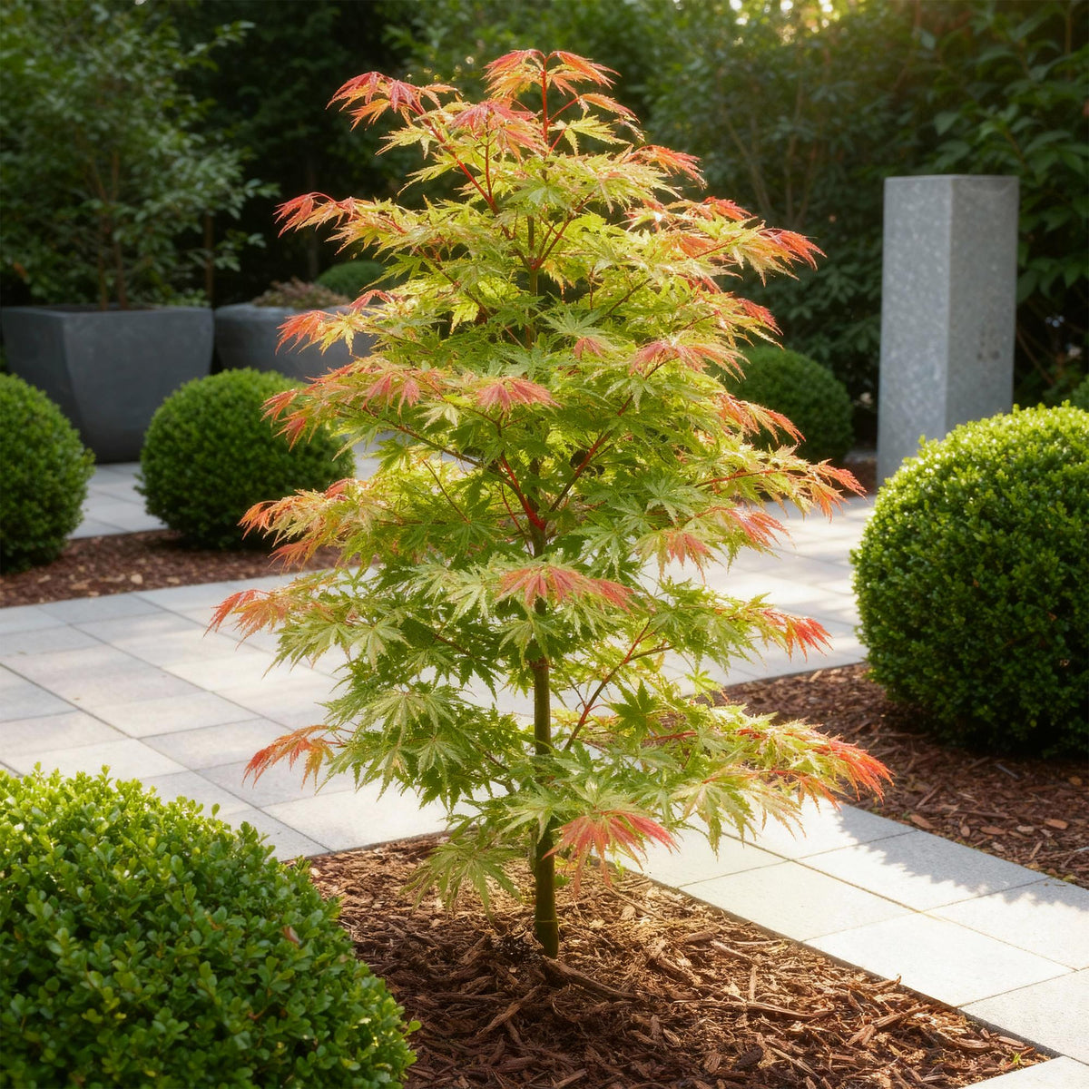 Green boutiQ - Plante de jardin - Acer palmatum Phoenix - Rose - 1 plante - Caduc - Peu d'entretien - Pot 12 cm Hauteur 35 cm