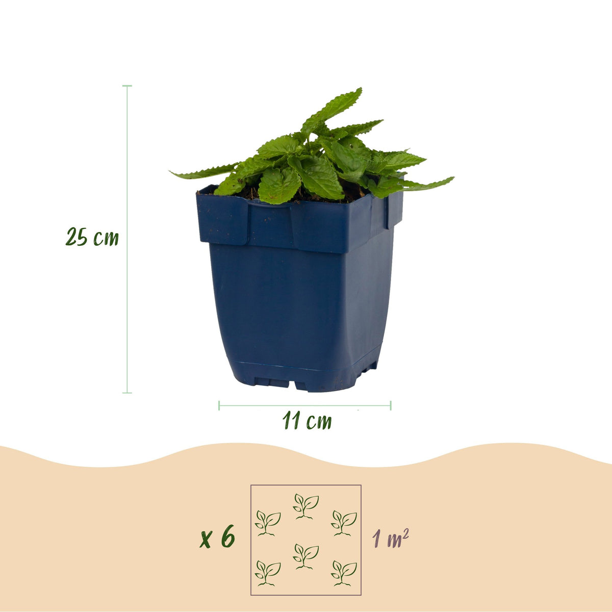 Green boutiQ - Stauden - Stachys Duo - Ziest - Bienen- und Schmetterlingsmagnet - Rosa - Lila - Weiß - 12 Pflanzen - Topf 11cm - Höhe 15-25cm