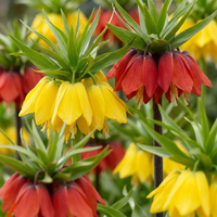 6x Fritillaria Imperialis Mix - Keizerskroon mix - Diversen - Voorjaarsbloeier - Bolmaat 18/20