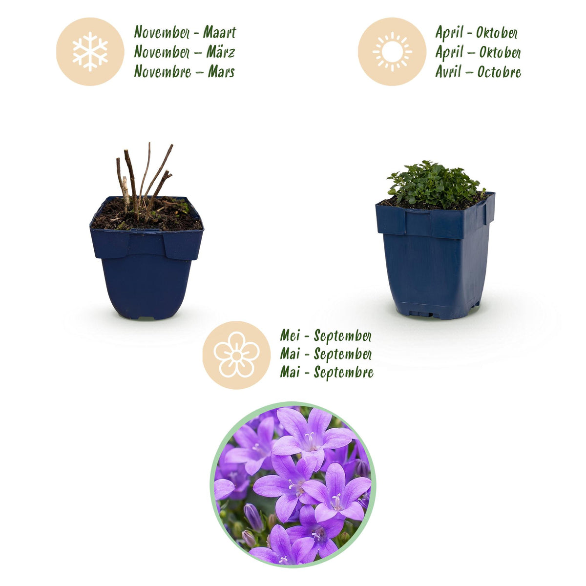 Green boutiQ - Plante vivace - Campanula portenschlagiana - Campanule à feuilles de pêcher - Couvre-sol - Rose - 12 plantes - Pot 11cm - Hauteur 15-25cm