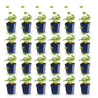 Green boutiQ - Vasteplant - Astrantia major - Sterrenkruid - Schaduw - Wit-Roze - 24 Planten - Pot 11cm - Hoogte 15-25cm