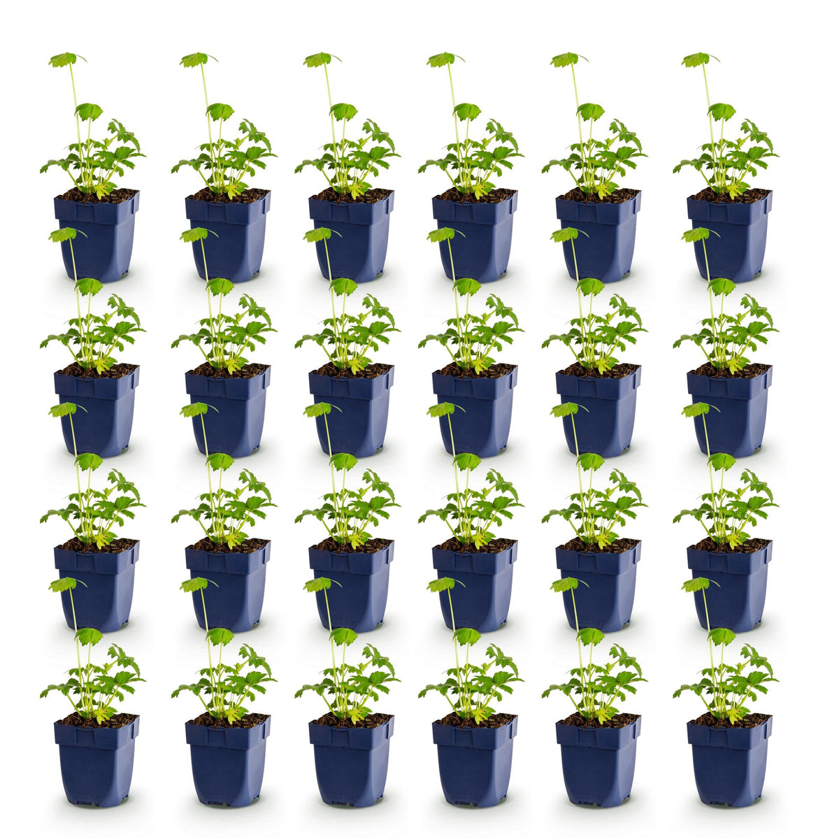Green boutiQ - Plante vivace - Astrantia major - Grande astrance - Ombre - Blanc-Rose - 24 Plantes - Pot 11cm - Hauteur 15-25cm
