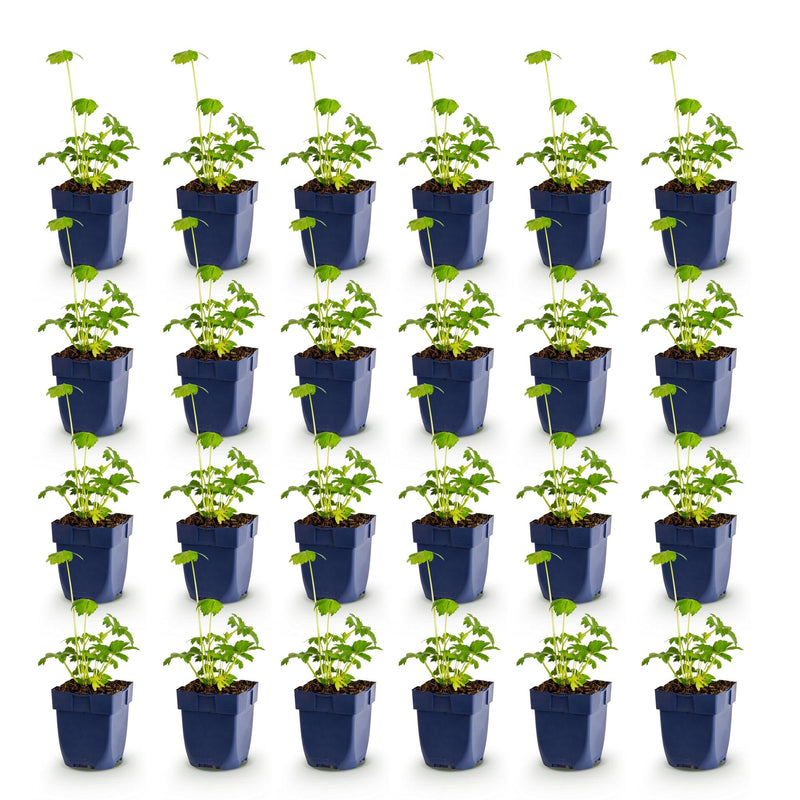Green boutiQ - Vasteplant - Astrantia major - Sterrenkruid - Schaduw - Wit-Roze - 24 Planten - Pot 11cm - Hoogte 15-25cm