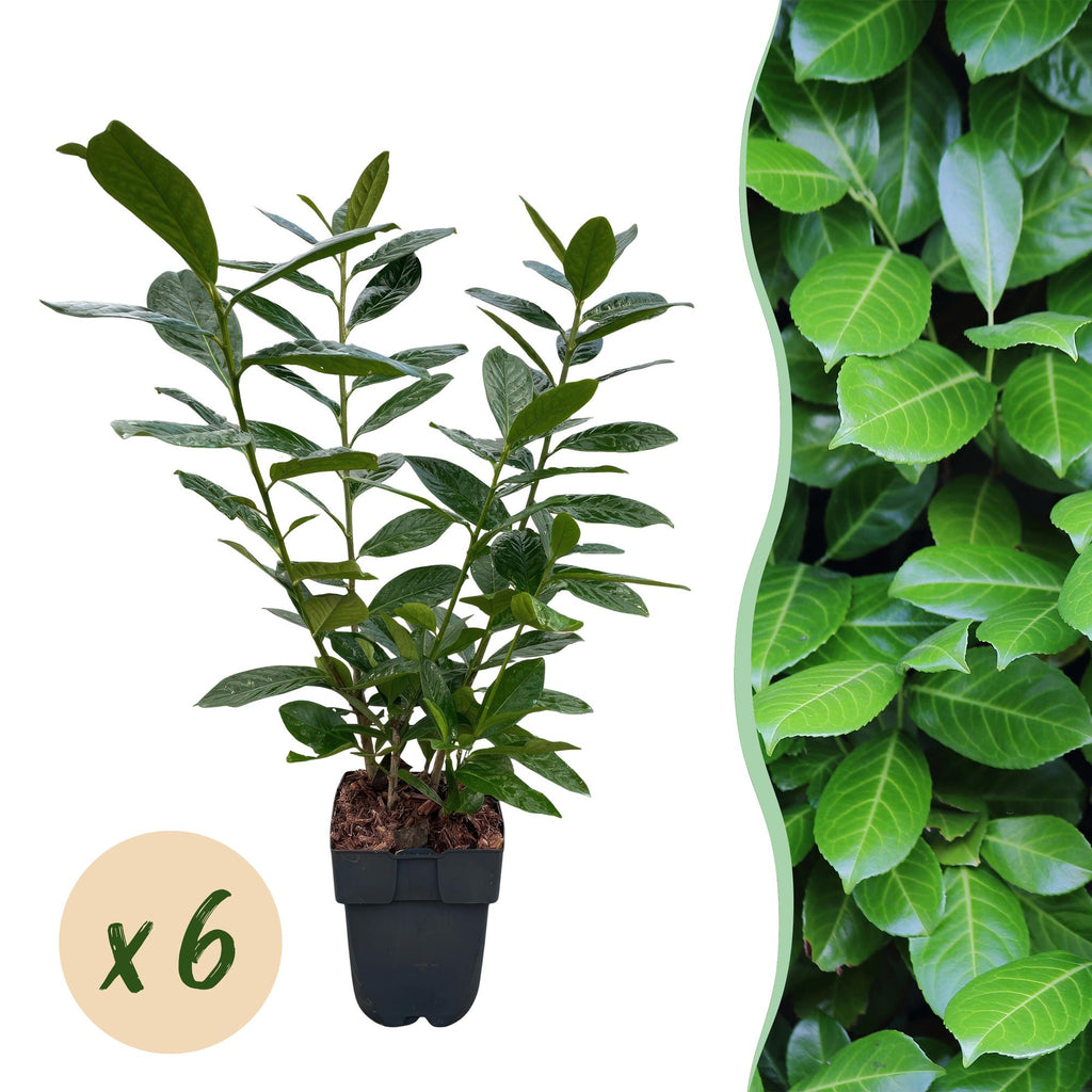 Green boutiQ - Haies - Prunus laurocerasus Novita - feuillage vert - 6 plantes - 1 mètre linéaire - persistant - pot 17 cm hauteur 50 cm