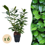 Green boutiQ - Haies - Prunus laurocerasus Novita - feuillage vert - 6 plantes - 1 mètre linéaire - persistant - pot 17 cm hauteur 50 cm