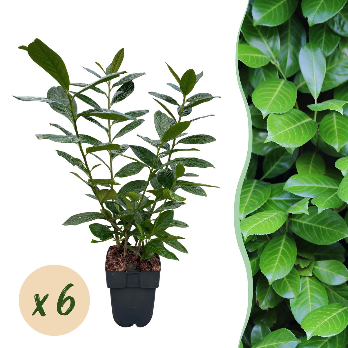Green boutiQ - Haies - Prunus laurocerasus Novita - feuillage vert - 6 plantes - 1 mètre linéaire - persistant - pot 17 cm hauteur 50 cm