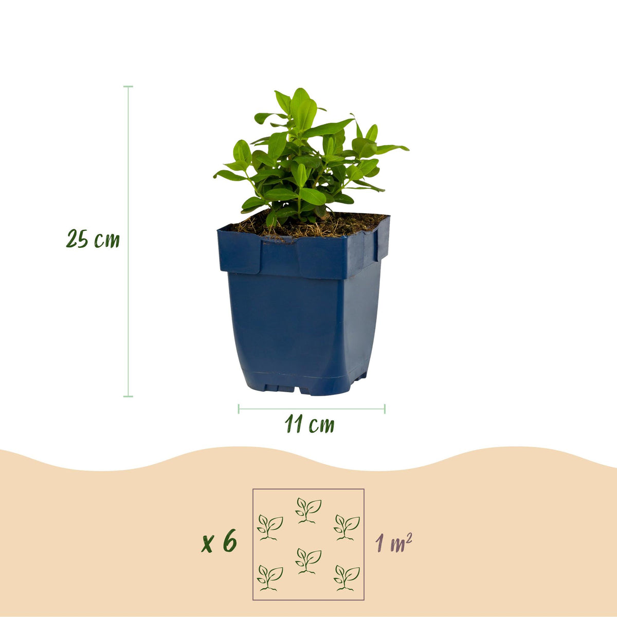Green boutiQ - Plante vivace - Hypericum calycinum - Millepertuis - Attire les abeilles et les papillons - Jaune - 1 Plante - Pot 11cm - Hauteur 15-25cm