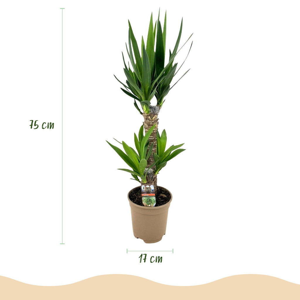 Green boutiQ - Plante d'intérieur - Yucca elephantipes - Yucca - Peu d'entretien - Vert - 1 - Pot 17cm - Hauteur 75cm