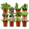 Mini mélange de plantes succulentes - 12 pièces - Ø 5,5 cm - Hauteur : 5-10 cm