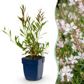 Green boutiQ - Stauden - Gaura lindh. Whirling Butterflies - Prachtkerze - Bienen- und Schmetterlingsmagnet - Weiß - 12 Pflanzen - Topf 11cm - Höhe 15-25cm
