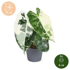 Alocasia Frydek Variegata - Variegated Green Velvet Elephant Ear - Green - Variegata - Tropical - Ø6cm - ↕12cm