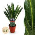 Green boutiQ - Plante d'intérieur - Cycas revoluta - Palmier sagou - Faible entretien - Vert - 2 - Pot 15cm - Hauteur 45-55cm