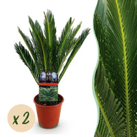 Green boutiQ - Kamerplant - Cycas revoluta - Palmvaren - Weinig onderhoud - Groen - 2 - Pot 15cm - Hoogte 45-55cm