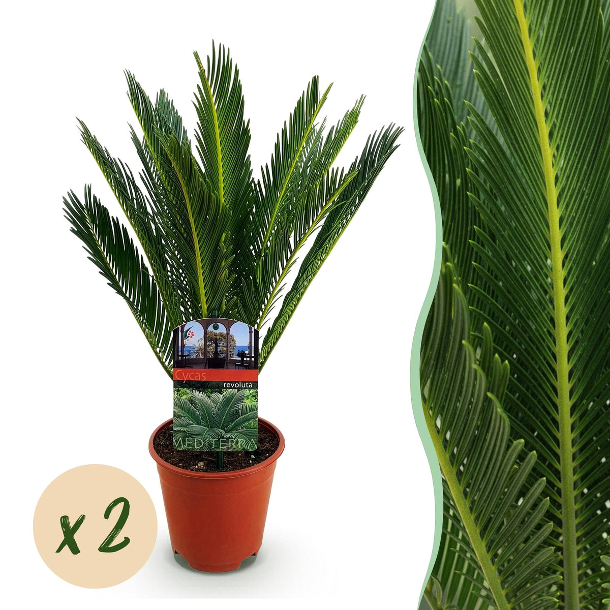Green boutiQ - Plante d'intérieur - Cycas revoluta - Palmier sagou - Faible entretien - Vert - 2 - Pot 15cm - Hauteur 45-55cm