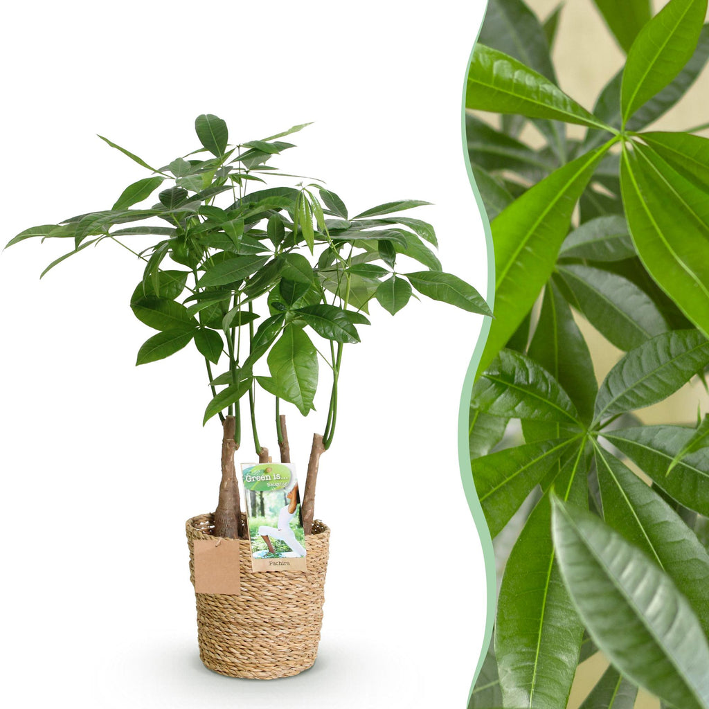 Green BoutiQ - Le vert, c'est... Plantes d'intérieur - Pachira Aquatica multi-troncs - Arbre à monnaie - Peu d'entretien - avec panier - Vert - 1 plante - Pot 17cm - Hauteur 50-55cm