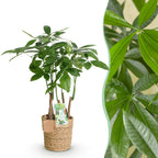 Green BoutiQ - Le vert, c'est... Plantes d'intérieur - Pachira Aquatica multi-troncs - Arbre à monnaie - Peu d'entretien - avec panier - Vert - 1 plante - Pot 17cm - Hauteur 50-55cm
