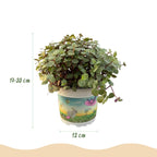 Green boutiQ - Plante d'intérieur - Callisia repens - Herbe à chat - Sans danger pour les animaux - Vert - 1 plante - avec pot blanc - Pot 12 cm - Hauteur 17-20 cm