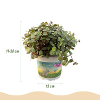 Green boutiQ - Kamerplant - Calissia repens - Kattengras - Huisdiervriendelijk - Groen - 1 Plant - met Potter Wit - Pot 12cm - Hoogte 17-20cm