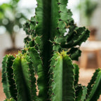 Green boutiQ - Plante d'intérieur - Euphorbia eritrea - Euphorbe d'Érythrée - Peu d'entretien - Vert - 1 - Pot 17cm - Hauteur 60cm
