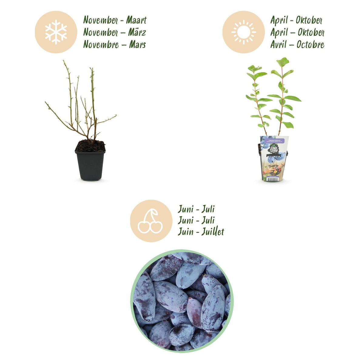 Green boutiQ - Plants fruitiers - Baie de mai - Lonicera caerulea Kamtschatica - Rustique - 3 plantes - Pot 9 cm - Baie bleue