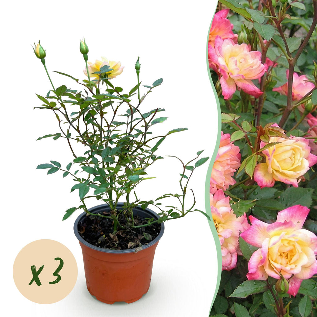 Green boutiQ - Rosier de jardin - Rosa Tricolor Fairy - Rosier - Rustique - Jaune-Rose - 3 Plantes - Pot 12cm - Hauteur 20-25cm